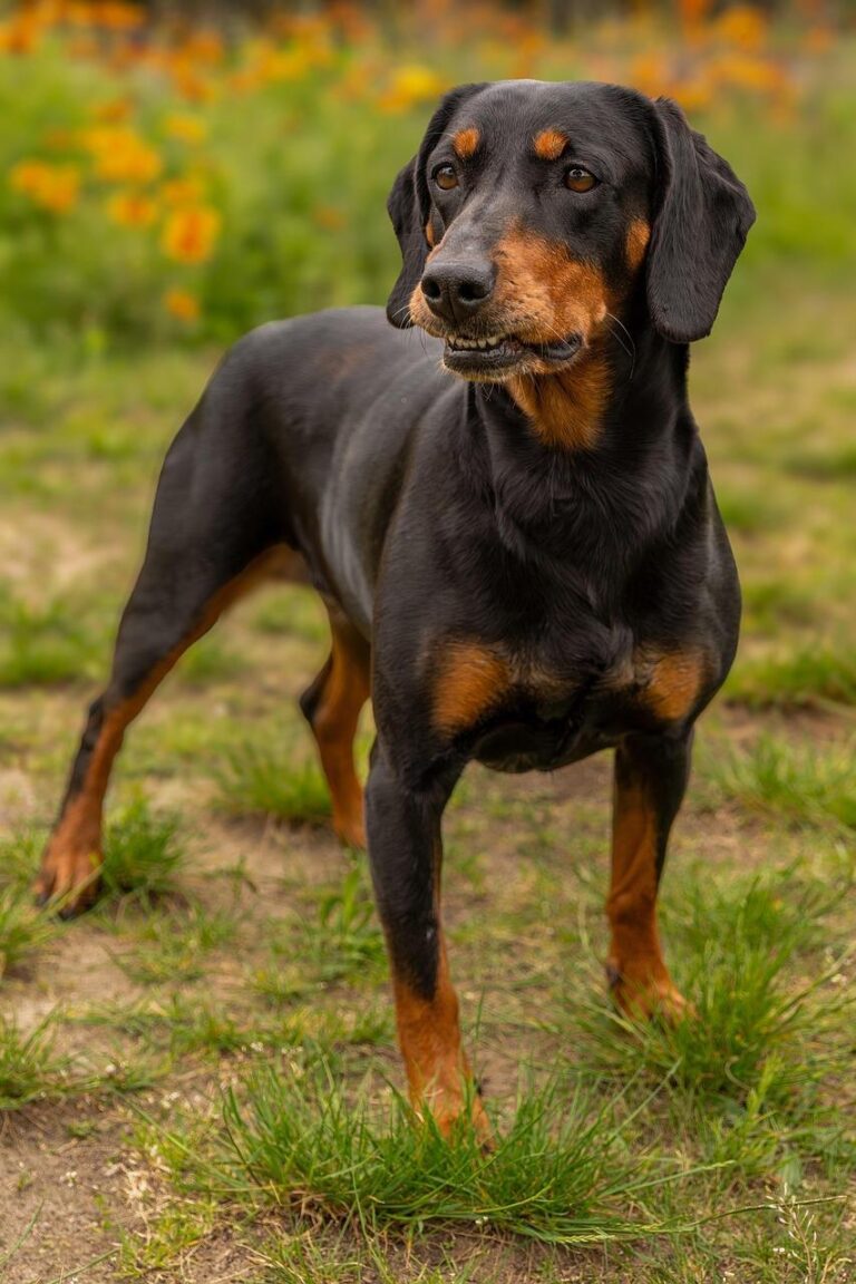 Home Antibijt opties voor Y-tuigen met spray, hoesje en kauwspeeltje ter bescherming tegen puppy's